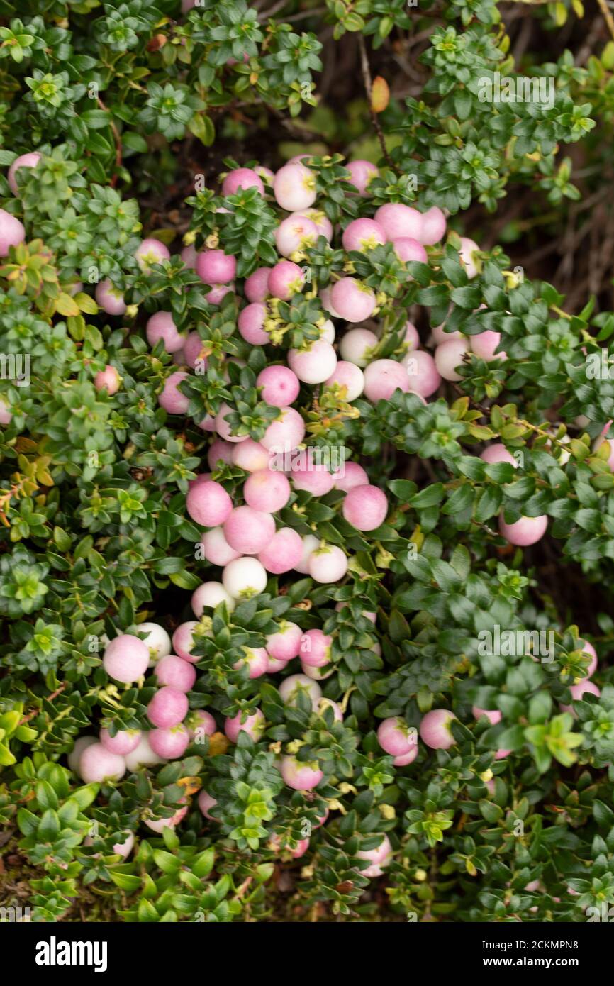 Gaultheria 'Perlen' mit reichlich Beeren Stockfoto