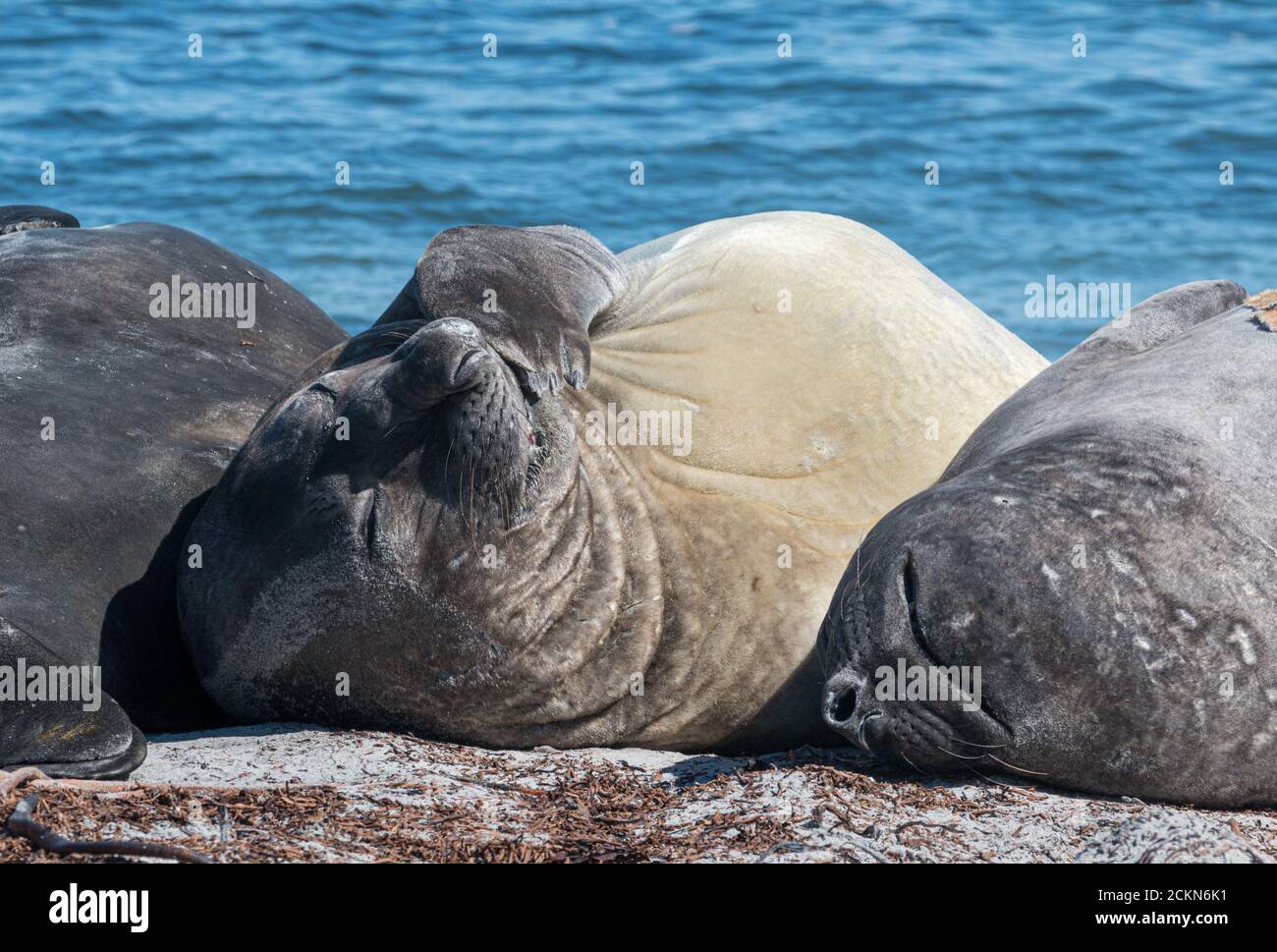 Elefantenrobben schlafen am Strand Stockfoto