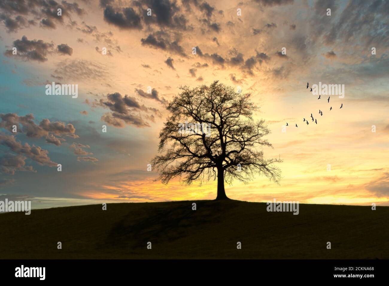 DE - BAVARIA: Eineinziger Baum bei Sonnenuntergang Stockfoto