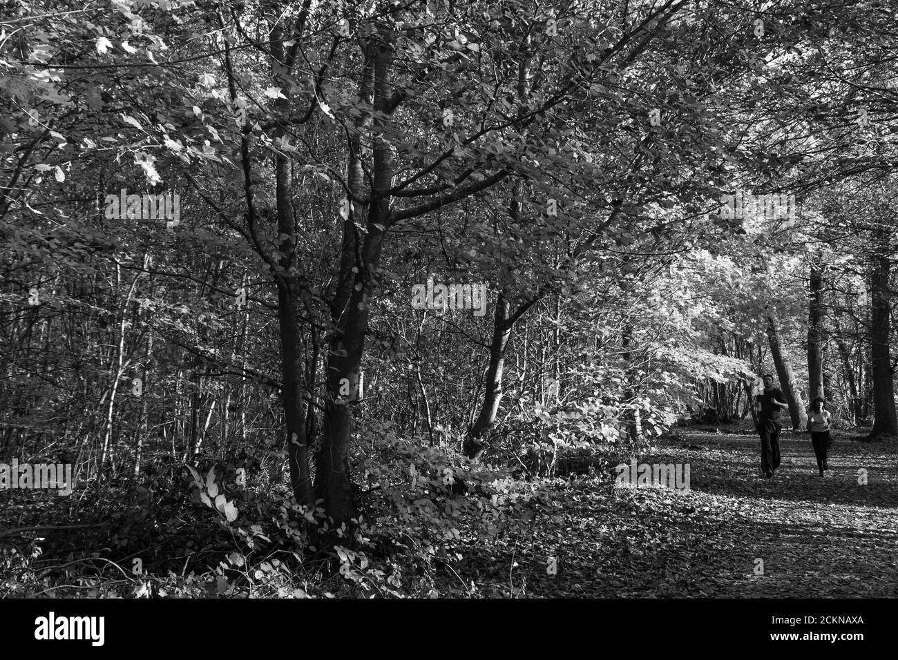 PARIS, FRANKREICH - 24. NOVEMBER 2019: Mann und Frau joggen im Herbst im Wald von Vincennes in Paris. Schwarzweißfoto Stockfoto