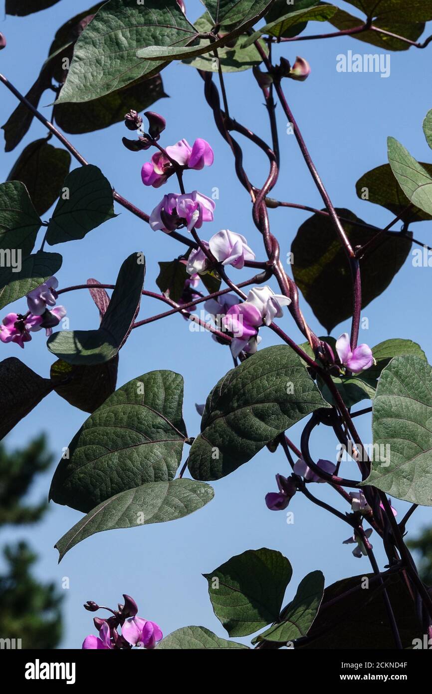 Klettergemüse Lablab purpureus Purple Hyazinthe Bean Dolichos Lablab Stockfoto
