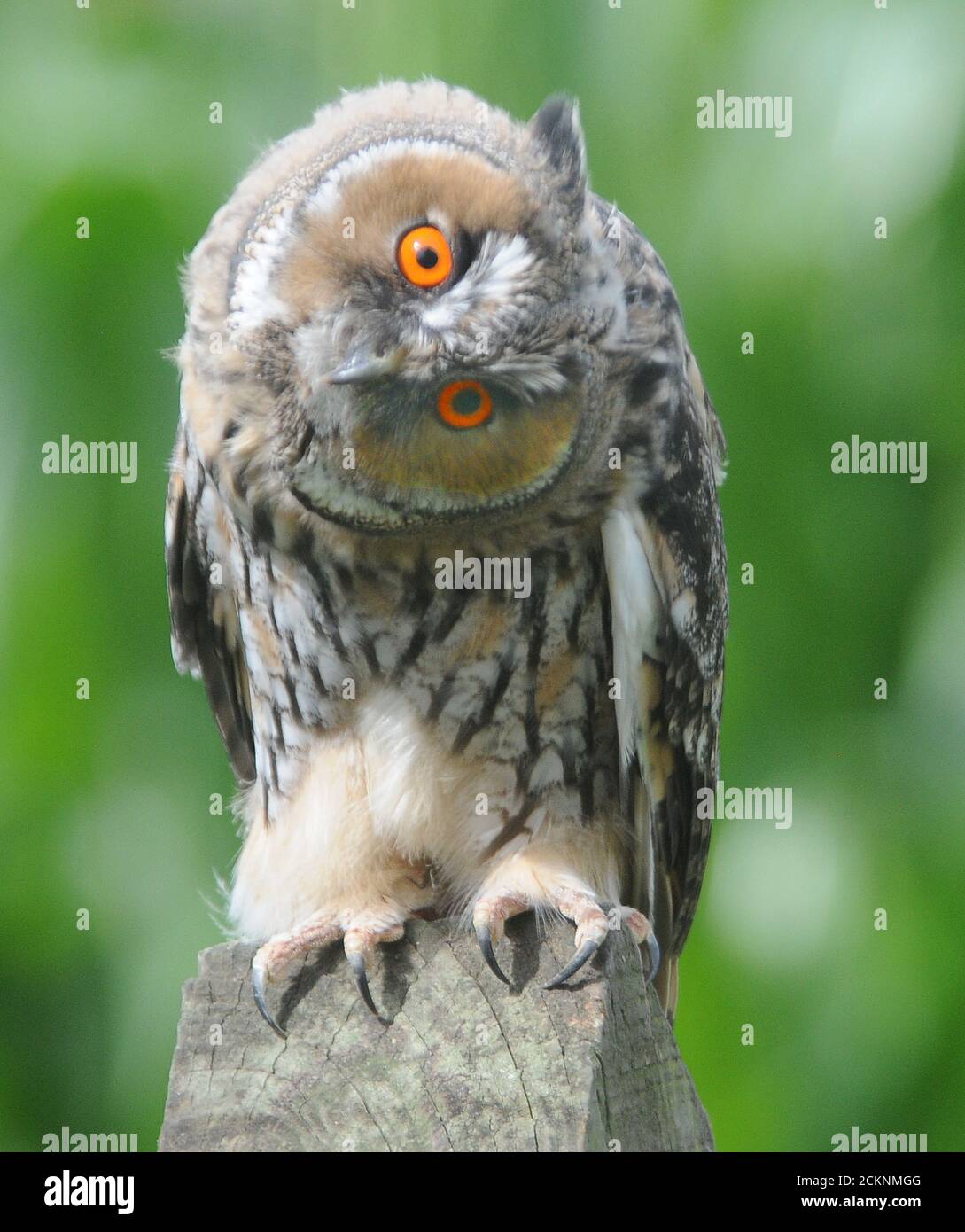 LANGOHRIGE OWL Stockfoto