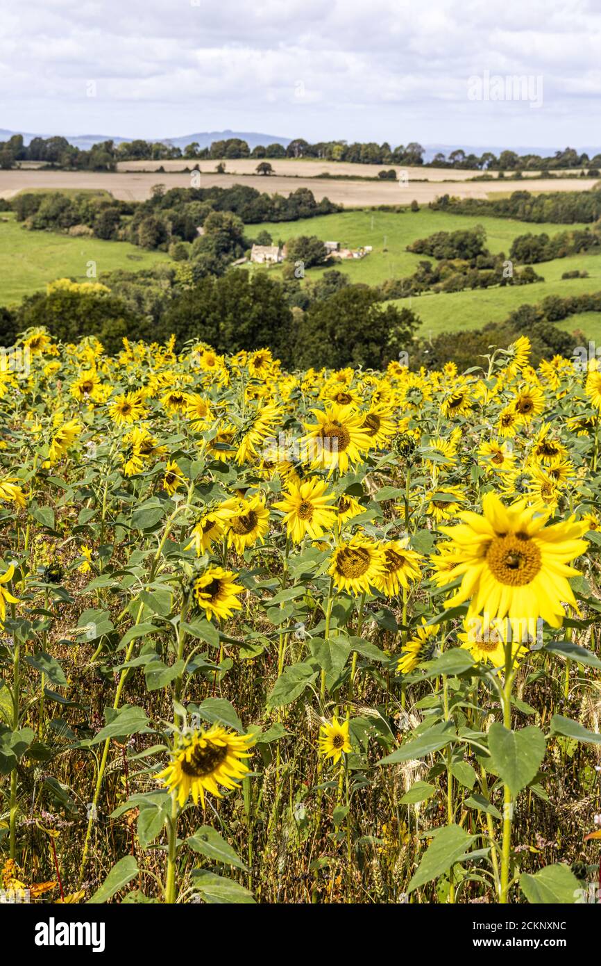 Ein Sonnenblumenfeld, das auf den Cotswolds in Holcombe in der Nähe der Stadt Painswick, Gloucestershire, Großbritannien, wächst Stockfoto