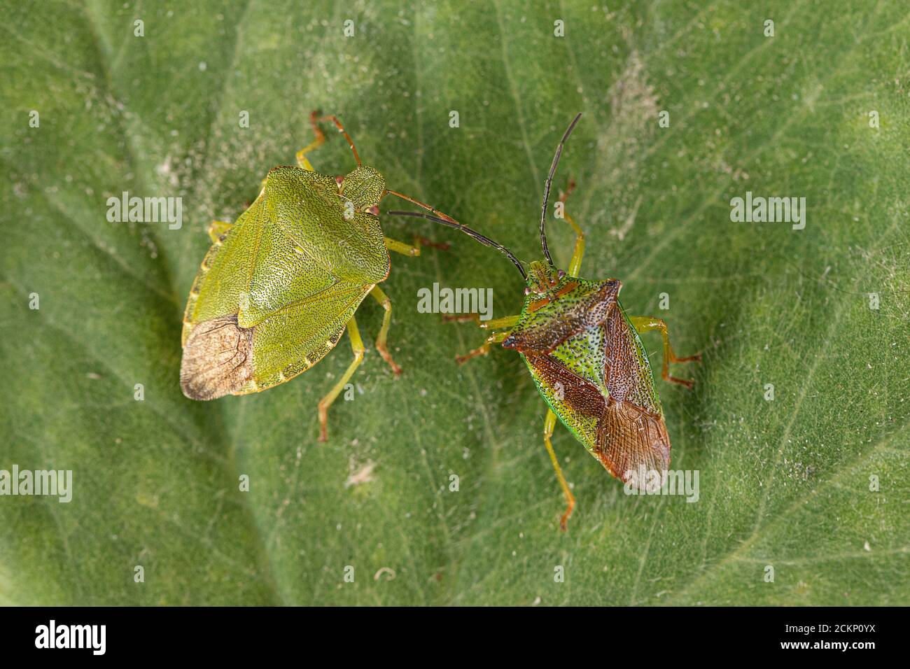 Gewöhnlicher grüner und Hawthorn Shieldbug Stockfoto