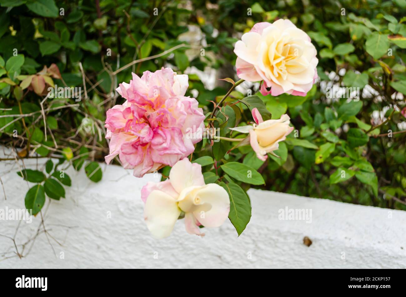 Rosenblumen Hängen Über Der Wand Stockfoto