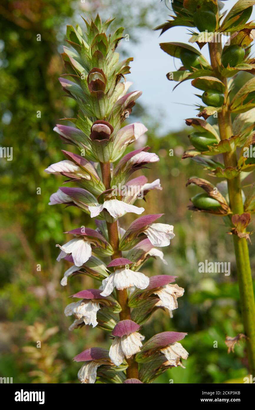 Acanthus mollie, Bearsfoot, Seemock, Austernpflanze, East Yorkshire England, UK, GB, Stockfoto