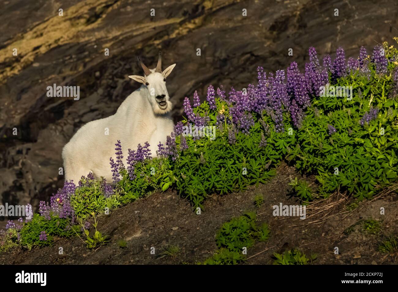 Mountain Goat, Oreamnos americanus, Fütterung auf verstreuten Lupinen entlang Heliotrope Ridge an den Hängen des Mount Baker, Mount Baker-Snoqualmie Stockfoto