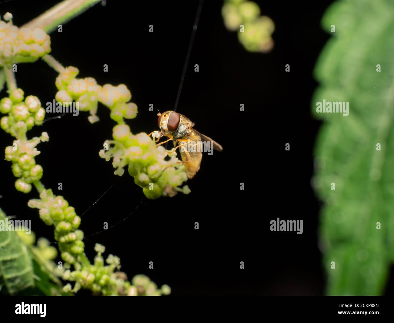 Biene Nektar aus nächster Nähe Stockfoto