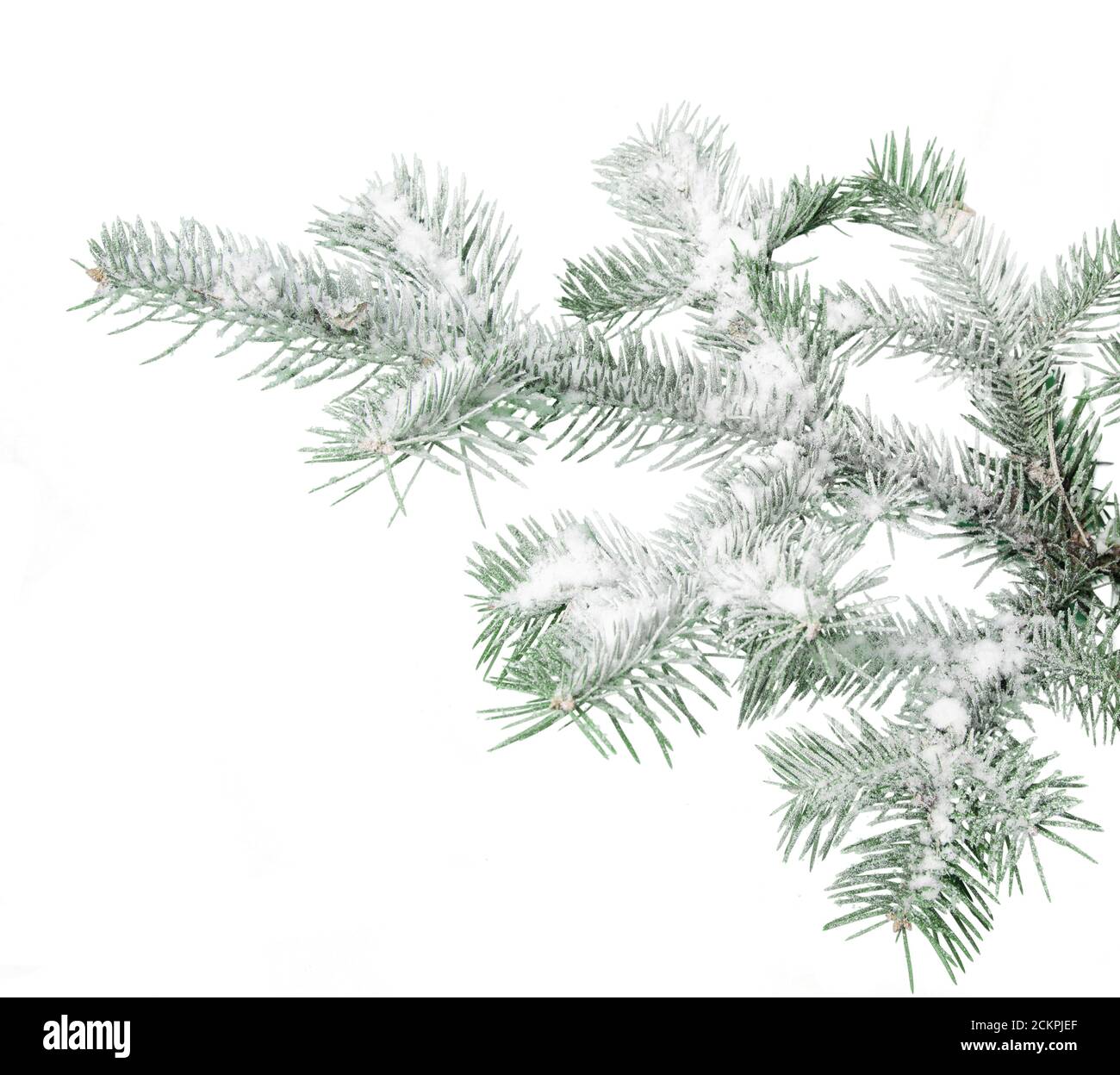 Immergrüner Baumzweig isoliert auf weißem Hintergrund Stockfoto