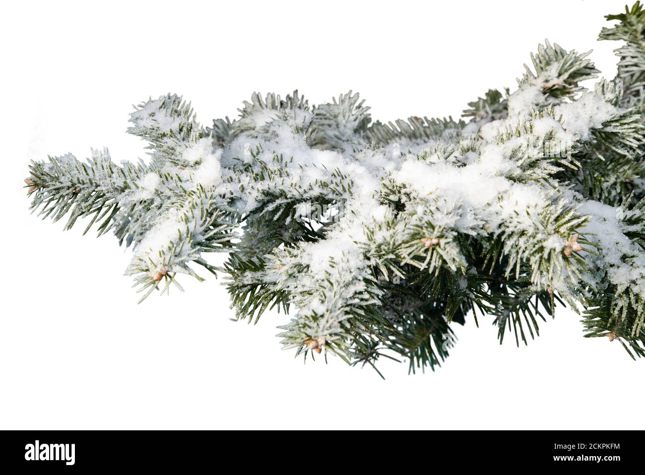Immergrüner Baumzweig isoliert auf weißem Hintergrund Stockfoto