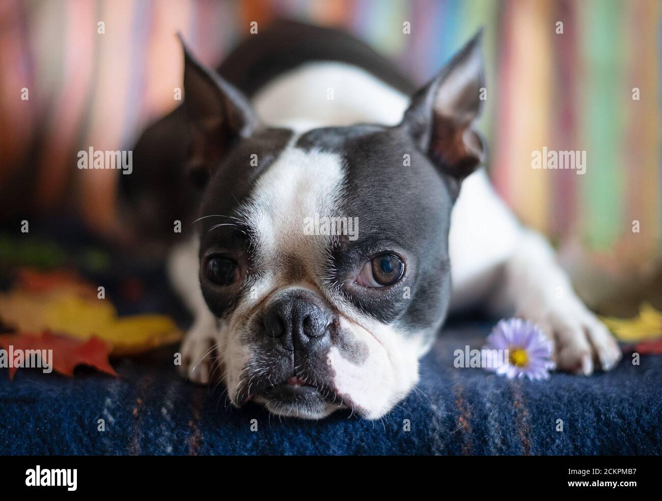 Portrait eines Boston Terrier Hundes in einem gemütlichen Zuhause an einem Herbsttag. Stockfoto