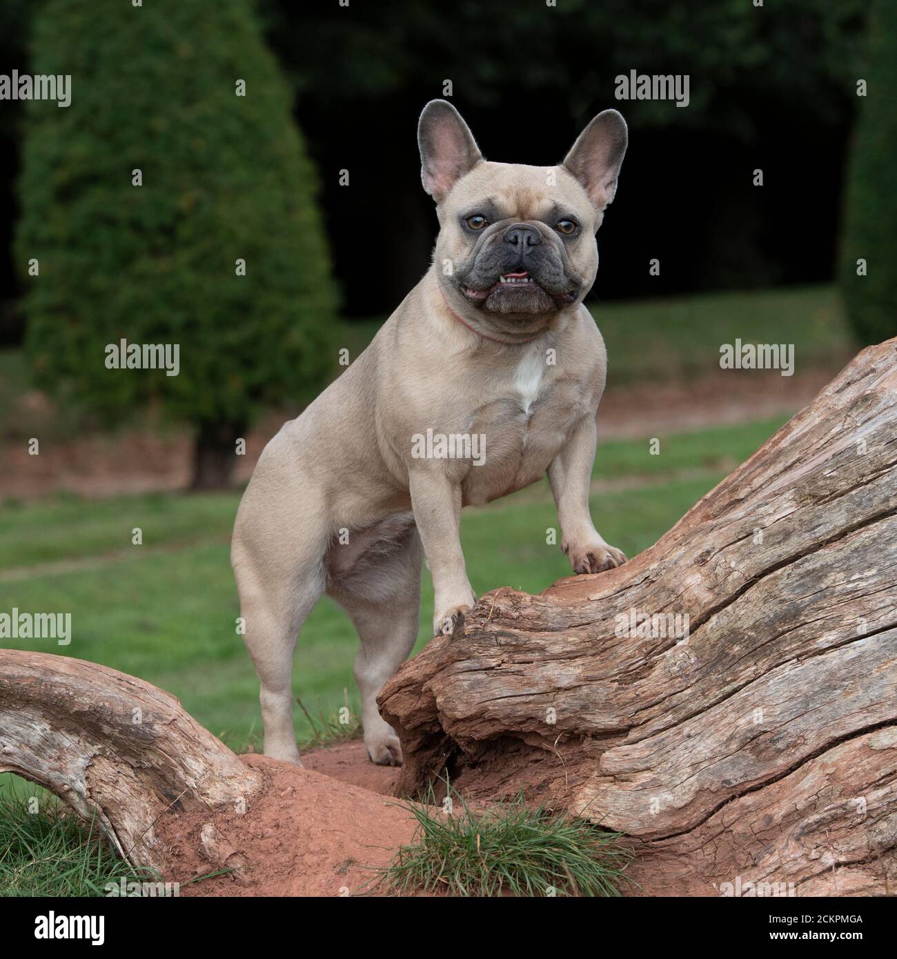 französische Bulldogge Stockfoto