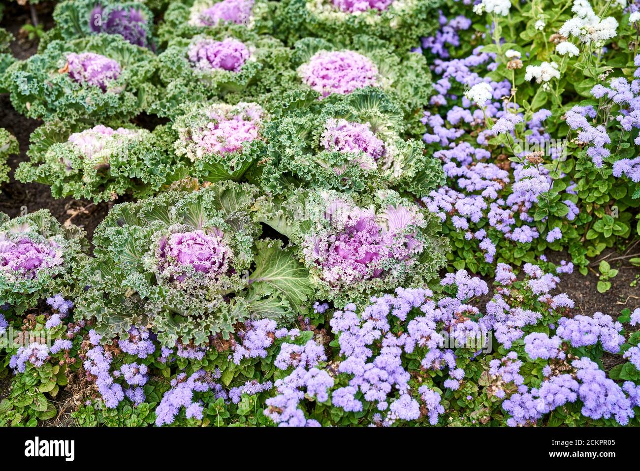 Draufsicht auf bunte und schöne dekorative Kohl. Verschiedene dekorative Kohl. Stockfoto