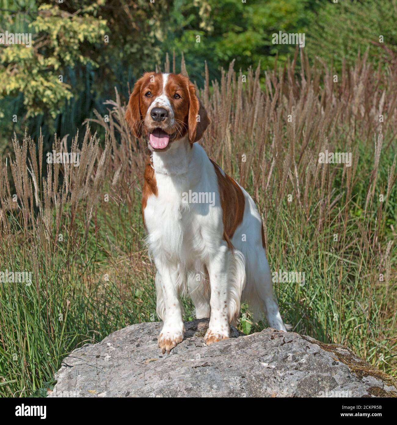 Welsh Springer Spaniel Hund Stockfoto
