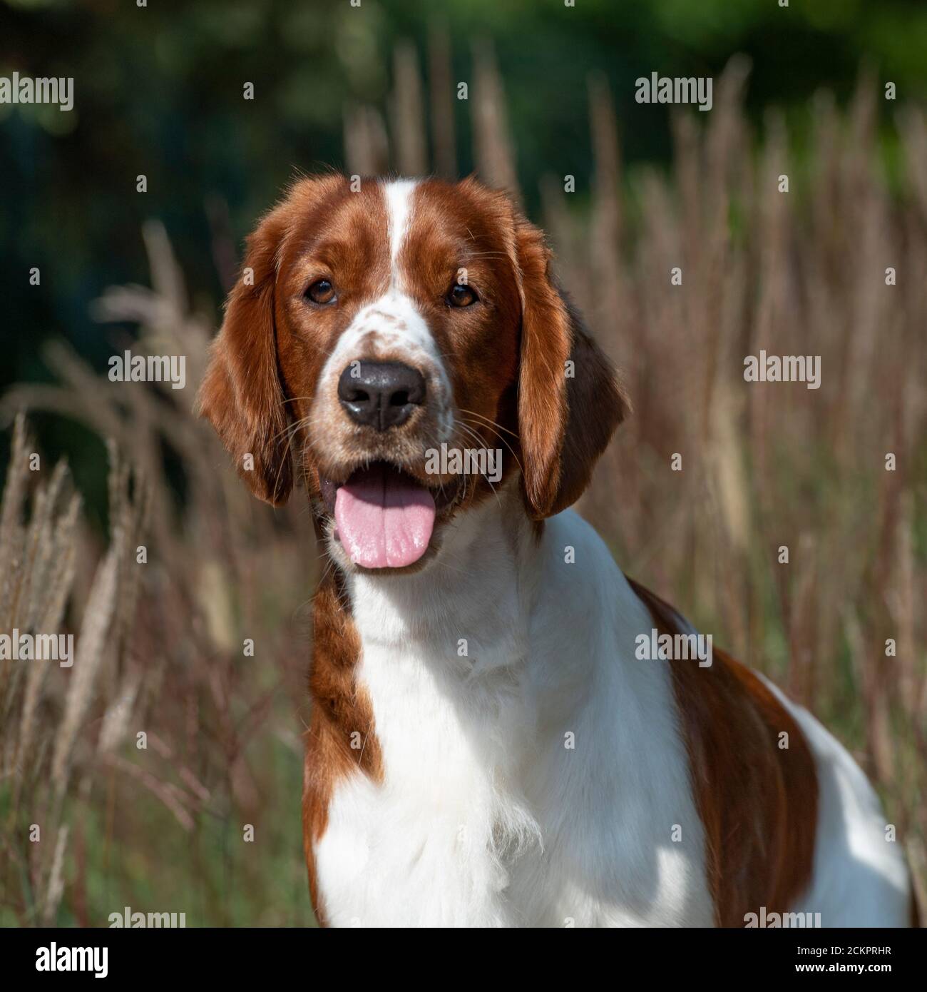 Welsh Springer Spaniel Hund Stockfoto