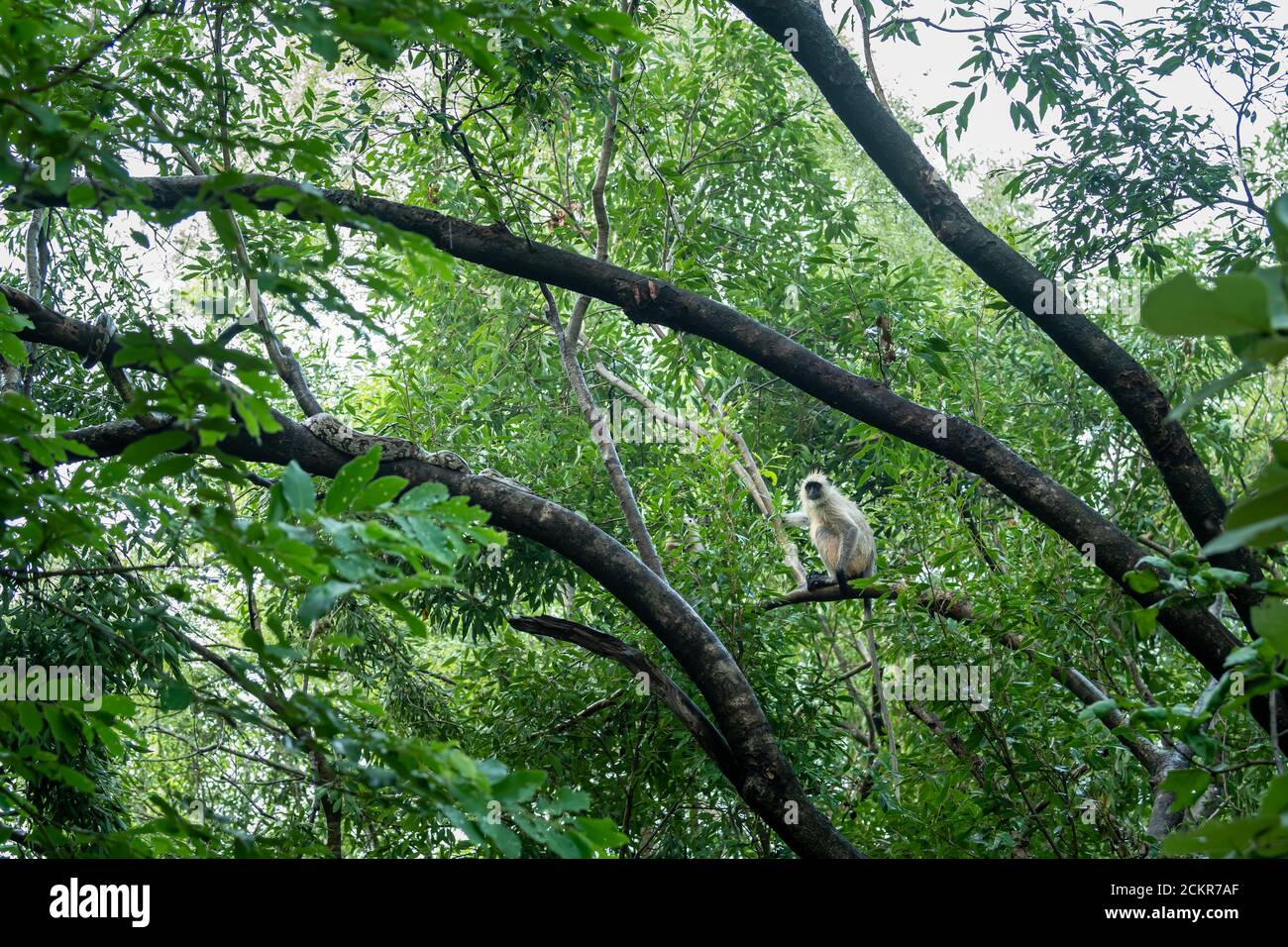 Python molurus oder Indian Rock Python auf der Suche nach Jagd Ein grauer oder hanuman Langur oder Affe auf Baum an ranthambore Nationalpark oder Tiger Reserve indien Stockfoto