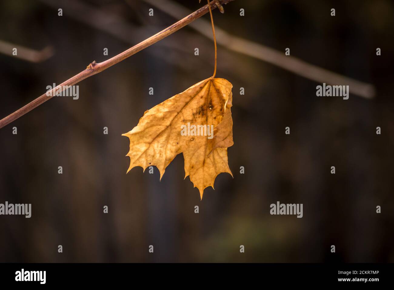 Ahornblatt im Winter Stockfoto