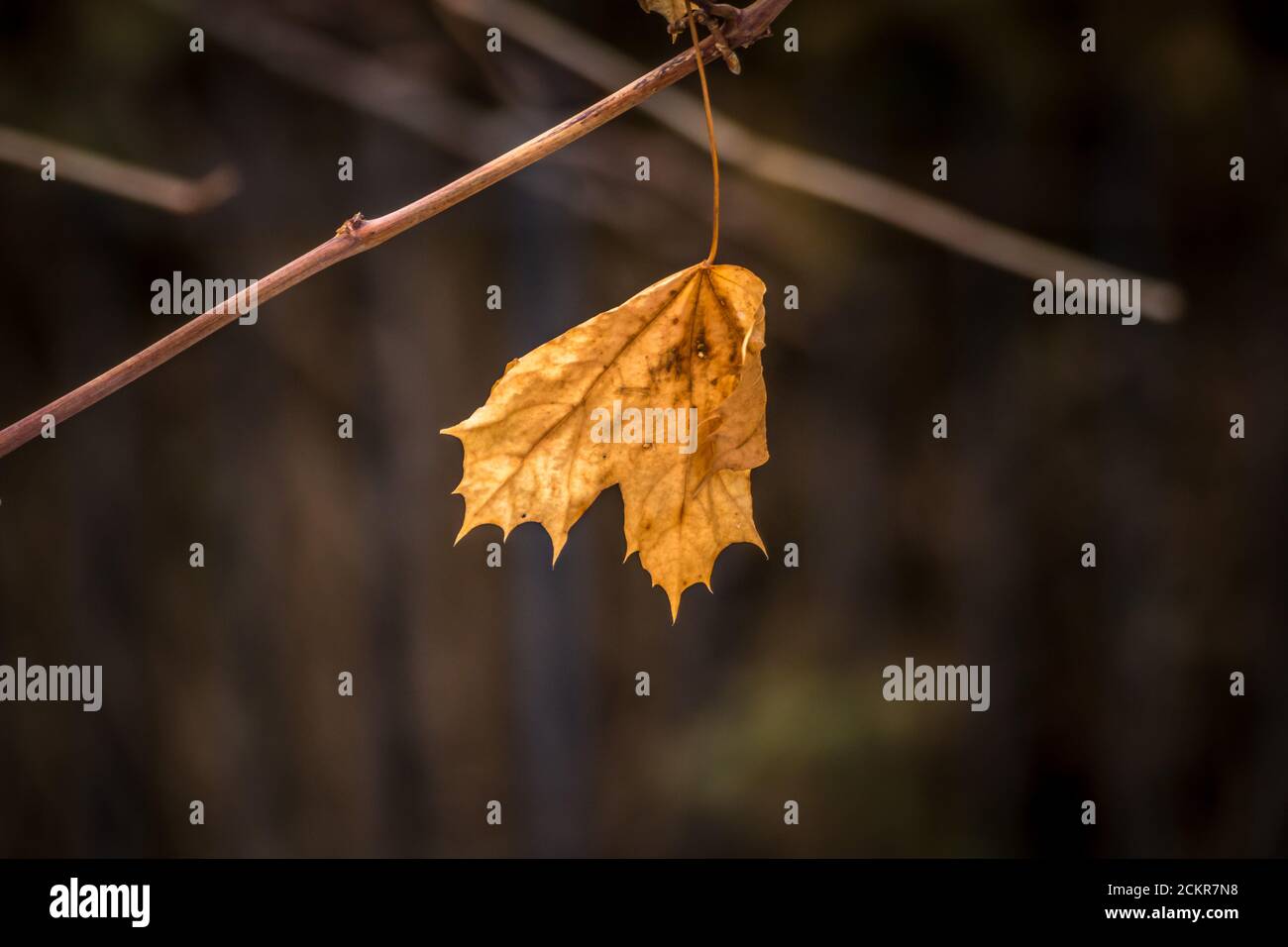 Ahornblatt im Winter Stockfoto