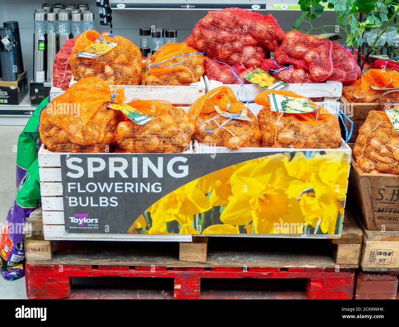 Garden Center Anzeige der Frühlingsbirnen für die Herbstbepflanzung Stockfoto