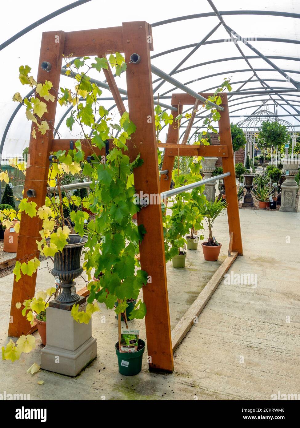 Eine Ausstellung von Weintraubenpflanzen zum Verkauf bei A Gartencenter Stockfoto