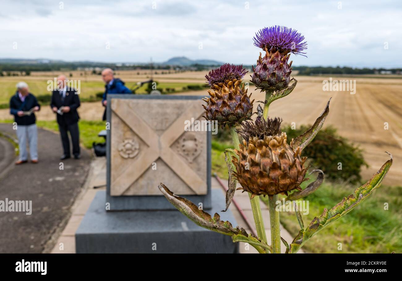 Schlacht von Pinkie Cleugh Memorial, mit schottischen Disteln, East Lothian, Schottland, Großbritannien Stockfoto