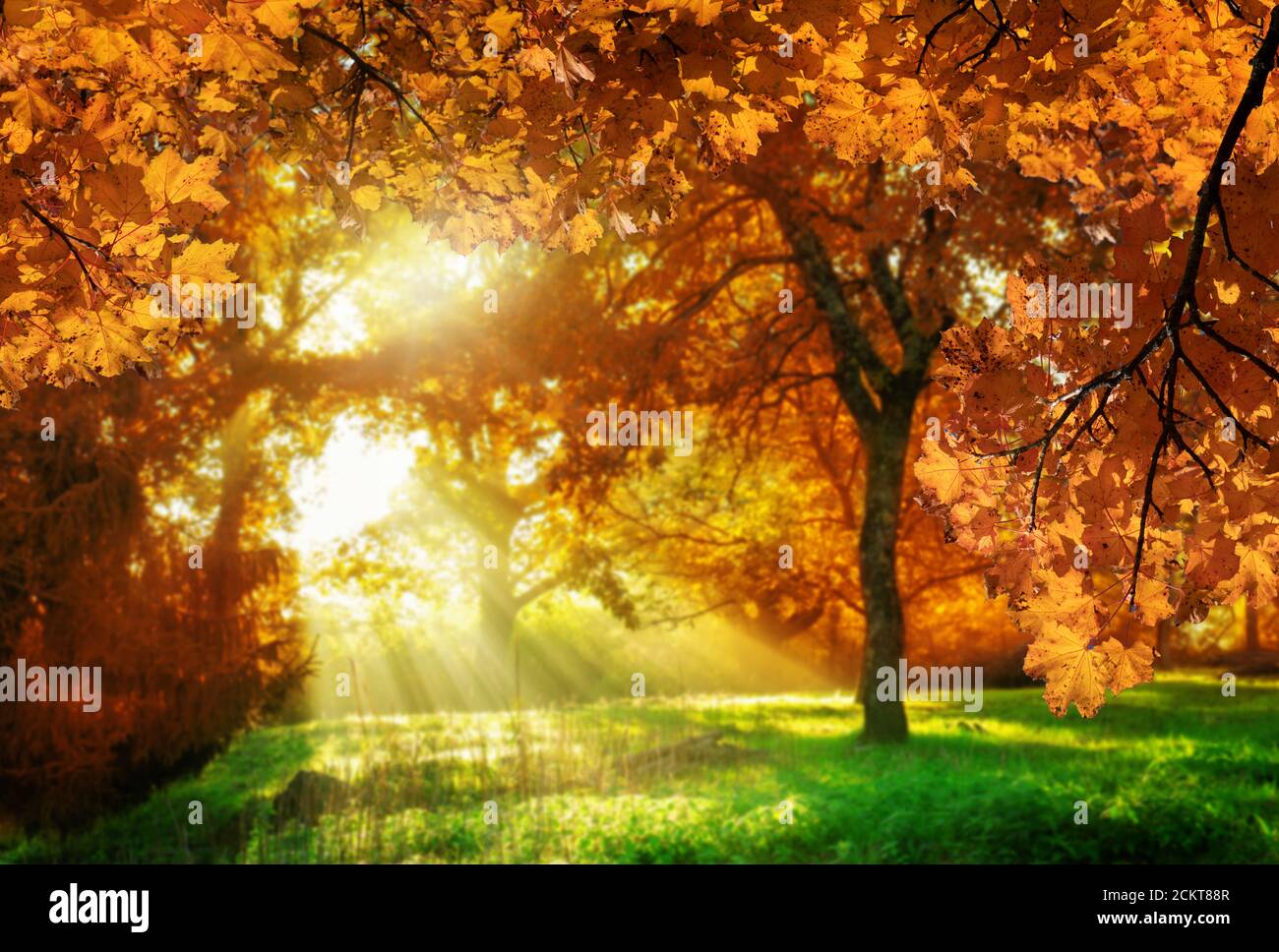 Herbstlaub mit Weichwald im Hintergrund in Siebenbürgen, Rumänien. Stockfoto