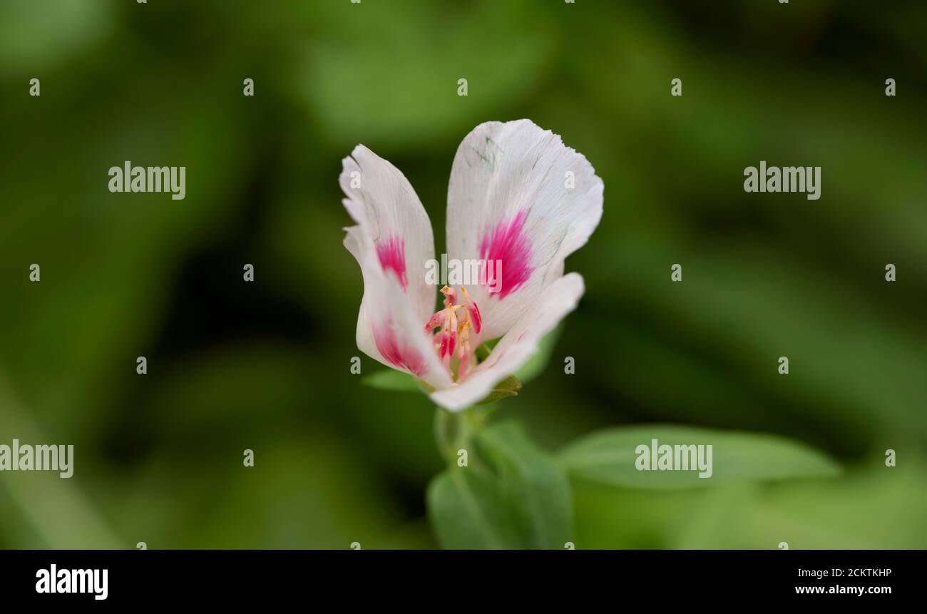 Nahaufnahme einer weißen violetten Blume Stockfoto