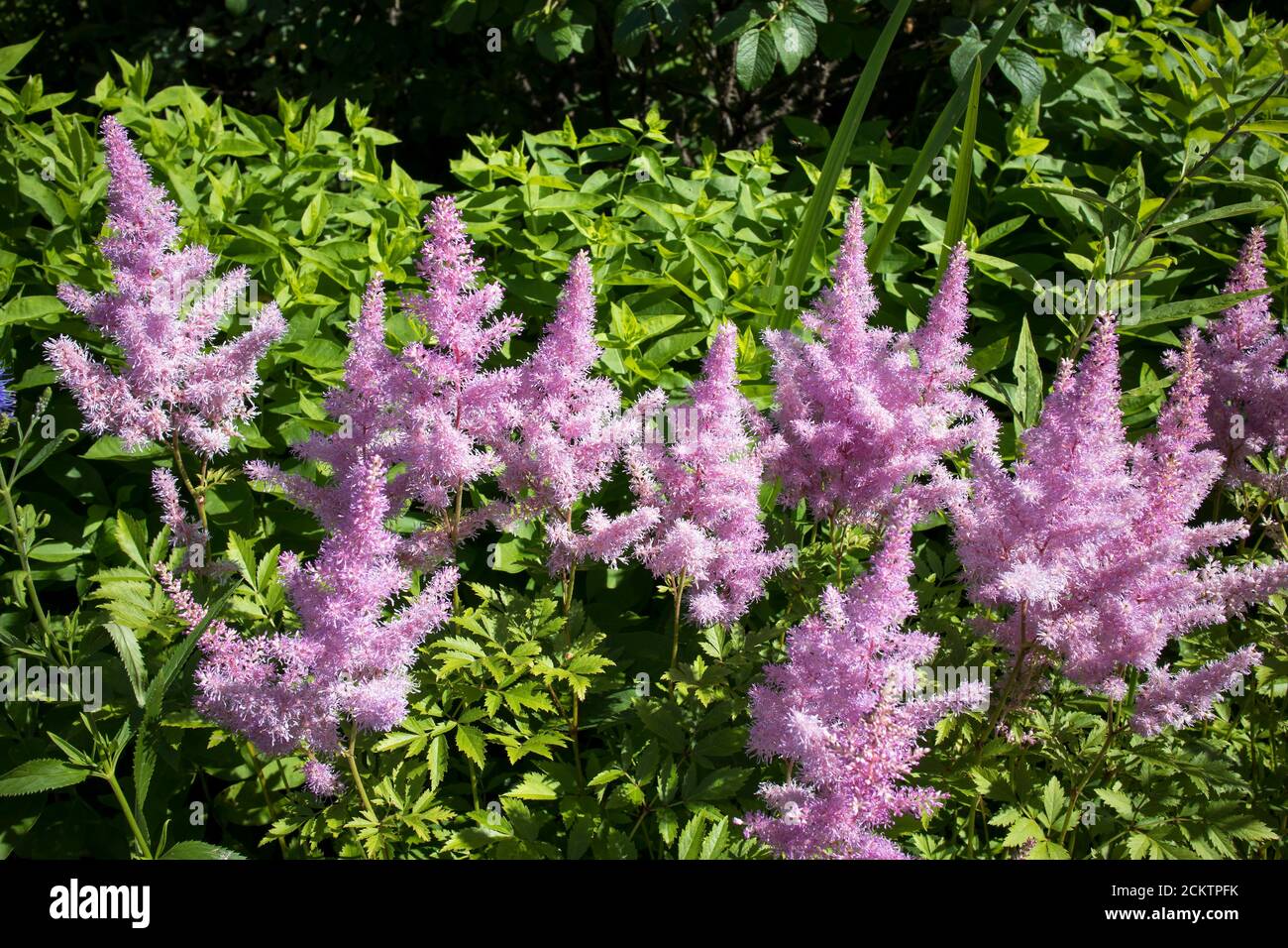 Astylbe Saxifragaceae EINE Blume ohne Glitzer Sommer schöne Textur verschwommen Hintergrund falsch Spiraea, salsify Stockfoto