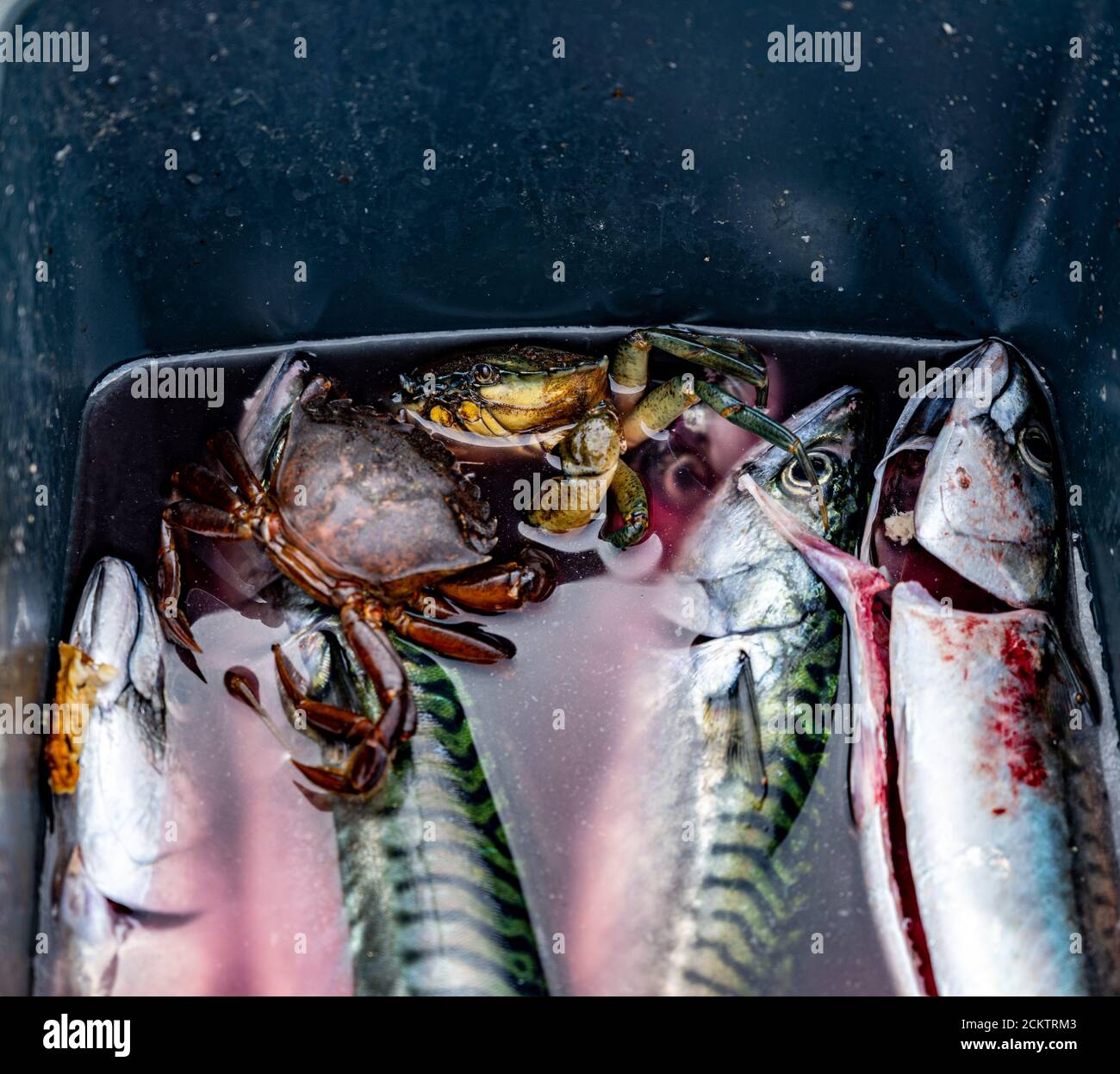 Ein frischer Fang von Makrelen und Krabben in einem Eimer. Bild aus Malmö, Schweden Stockfoto