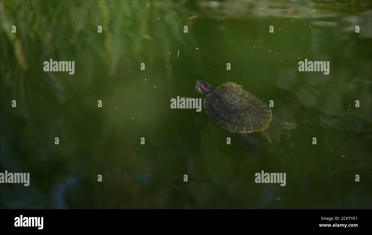 Zwei Schildkröten in einem grünen Teich. Kleine Schildkröten ruhen auf einem Stein im See. Stockfoto