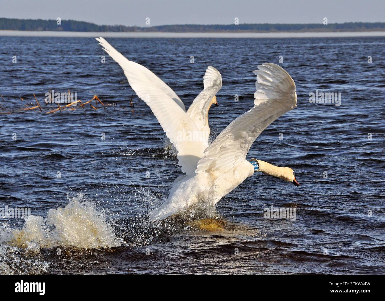 Zwei weiße Schwäne fliegen über das blaue Wasser des Sees. Stockfoto