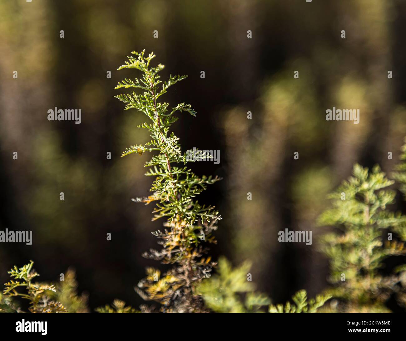 Absinth in Frankreich und der Schweiz. Besonders gut gedeiht der Wermut im Val de Travers. Wermut, Anis und Fenchel bilden den typischen Geschmack von Absinth. Die grüne Farbe kommt vom Chlorophyll des Wermut sowie anderen verwendeten Kräutern wie Ysop und Zitronenmelisse. Val-de-Travers, Schweiz Stockfoto