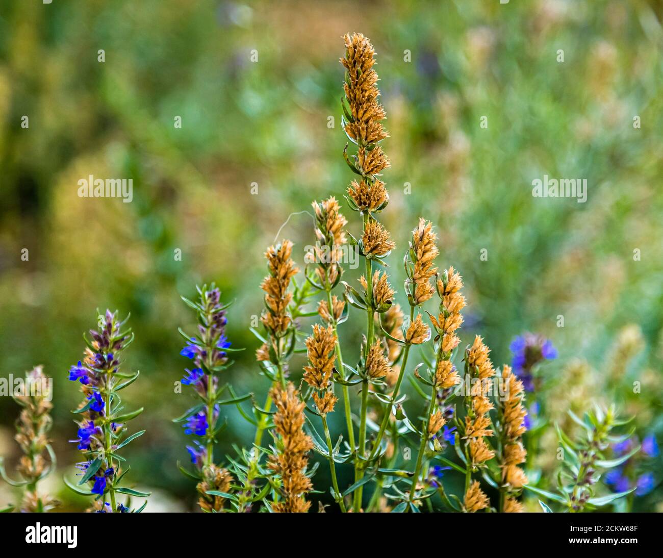 Blauer Hyssop (Hyssopus officinalis) blüht neben braunen, verblassten Samenständen im Kräuterbeet des Absinth-Museums in Môtiers, im schweizerischen Kanton Neuenburg. Der Hyssop ist eine der Kräuter – neben Wermut, Anis, Fenchel und Zitronenmelisse –, die den Geschmack und die grüne Farbe des Absinths prägen. Stockfoto