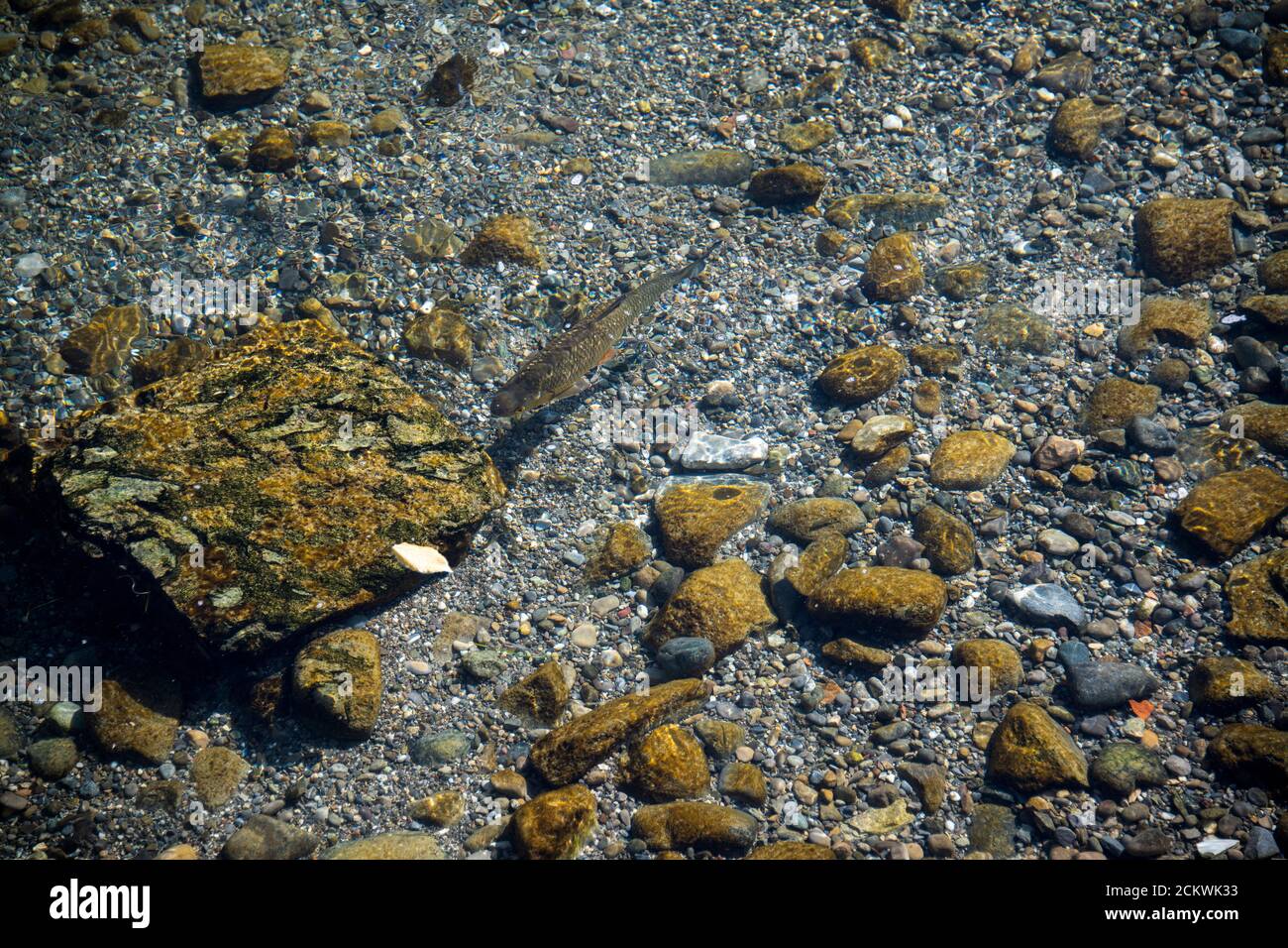 Ein Graskarpfen schwimmt im klaren Wasser des Flusses, zwischen den Steinen Stockfoto