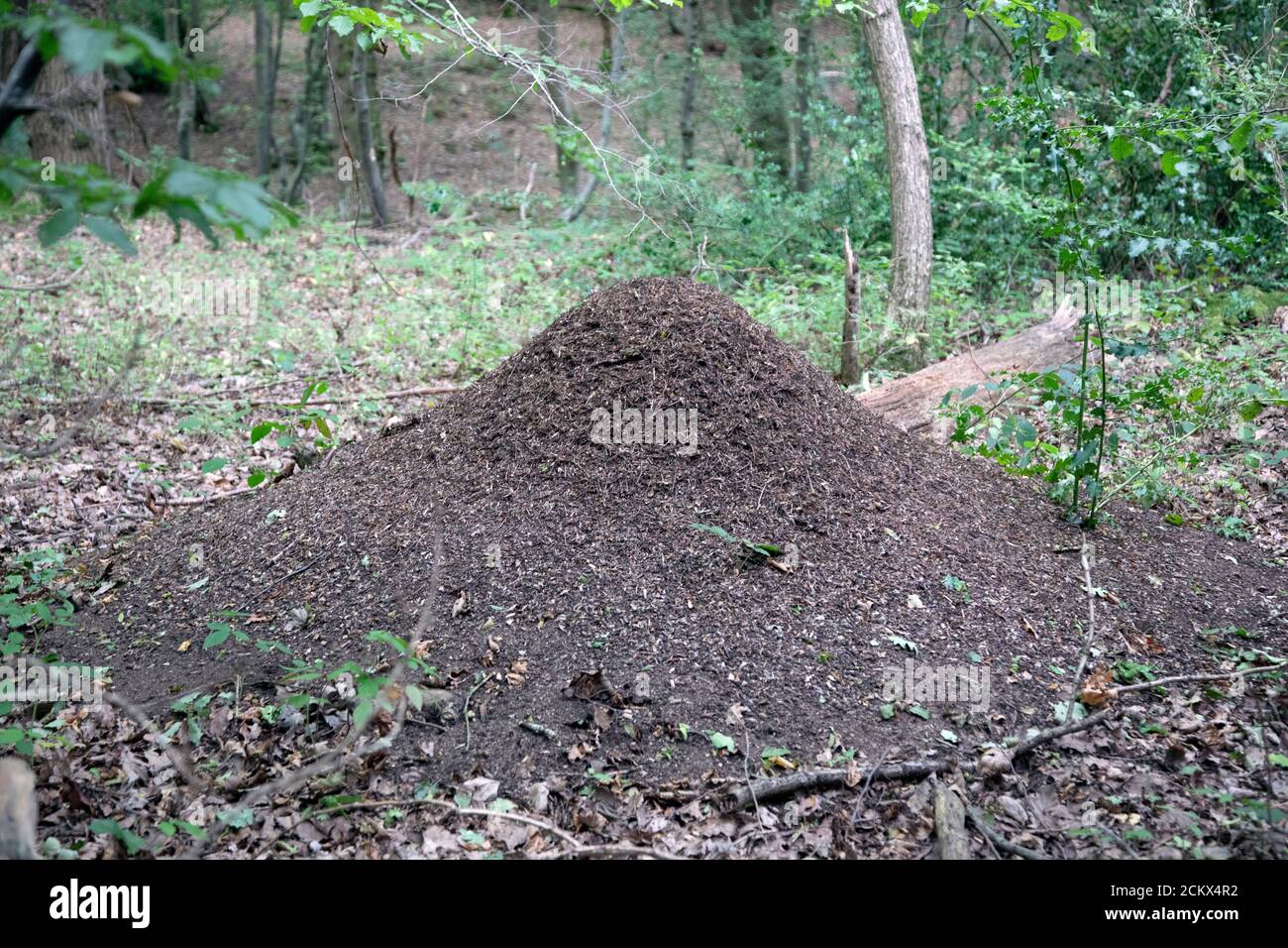 WaldAmeisennest in Blean Woods, in der Nähe von Canterbury Kent, Großbritannien Stockfoto