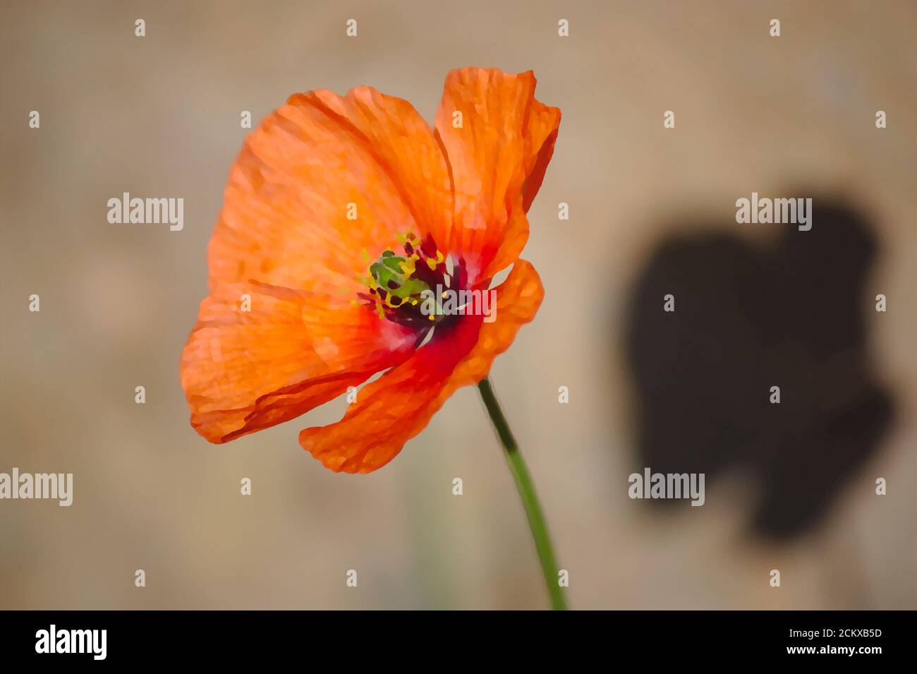 Nahaufnahme eines rot-orangen Mohnes mit neutralem Hintergrund in Öl Malstil Stockfoto
