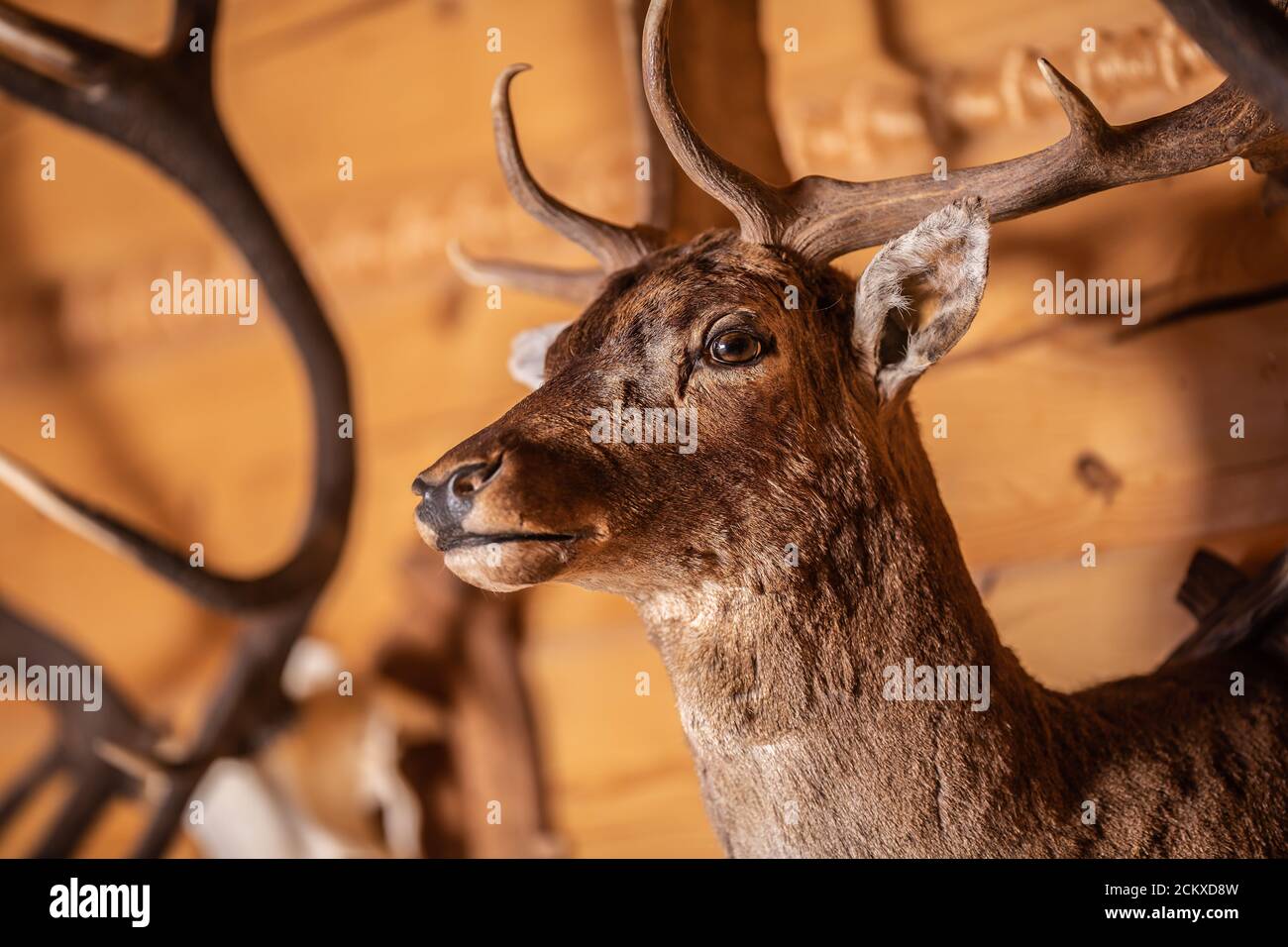 An der Wand befestigte Hirsche in einem hölzernen Innenraum Stockfoto