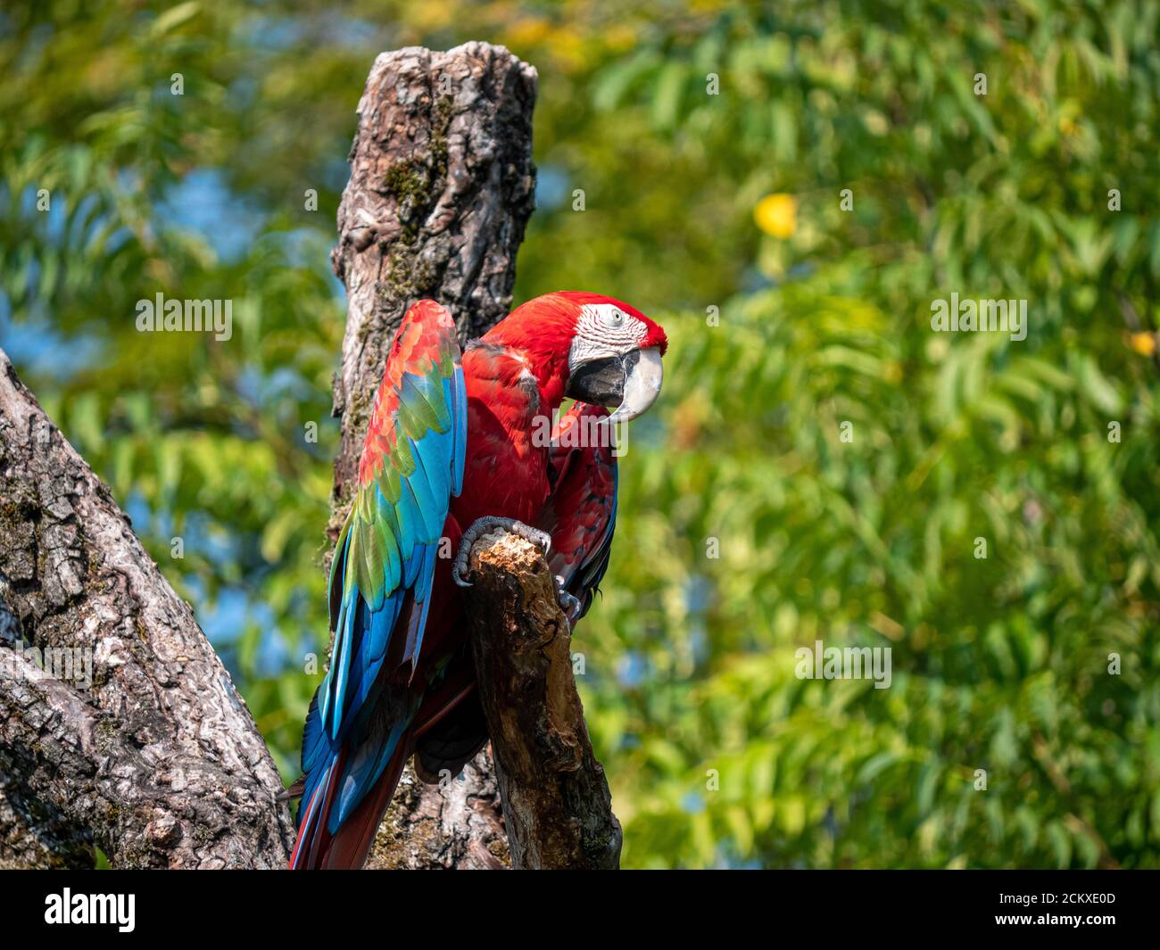 Ara Parror im Zoo Zürich Stockfoto