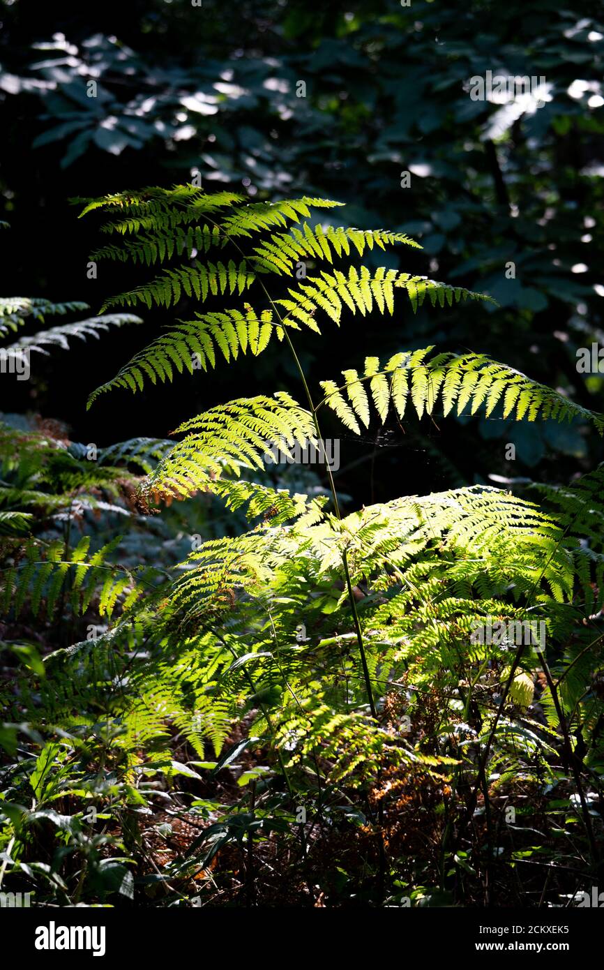Ein Bracken oder Farn, beleuchtet von der Sonne in einem Wald, Großbritannien Stockfoto