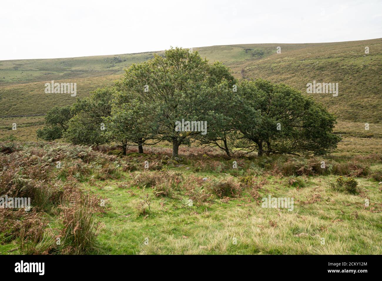 Eine Gruppe symmetrischer Bäume, Dartmoor, Devon, Großbritannien Stockfoto