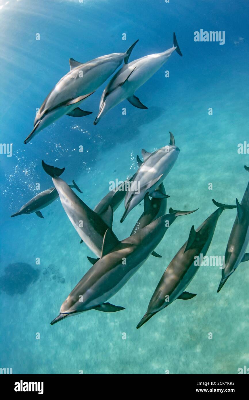 Hawaiianische Spinner Delfine, Stenella longirostris longirostris, Geselligkeit in sandiger Bucht, Kona Küste, Big Island, Hawaii, USA, Pazifischer Ozean Stockfoto