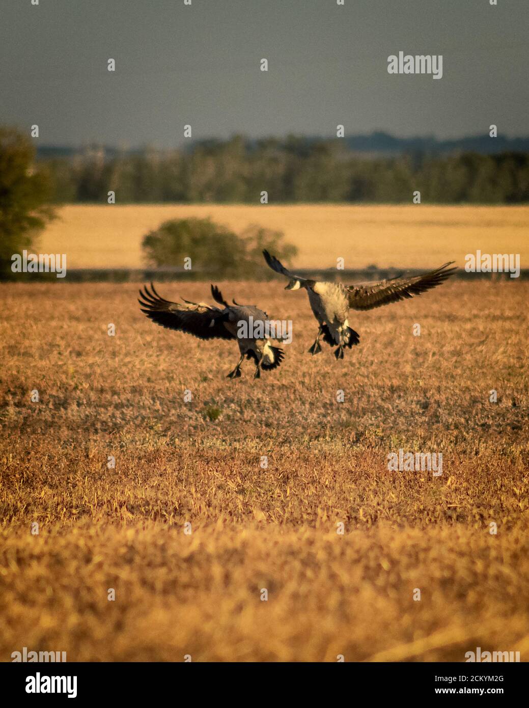 Vertikale Aufnahme von Kanadagänsen, die auf dem Trockenen landen Feld während der Migration Stockfoto