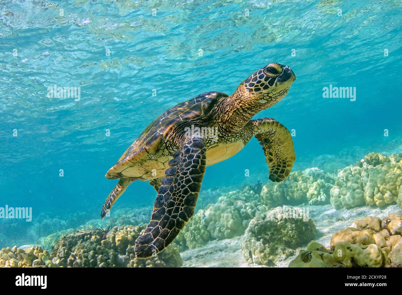 Green Sea Turtle, Chelonia mydas, Schwimmen über seichtem Riff, Kahalu'U Beach Park, Kona Coast, Big Island, Hawaii, USA, Pazifischer Ozean Stockfoto