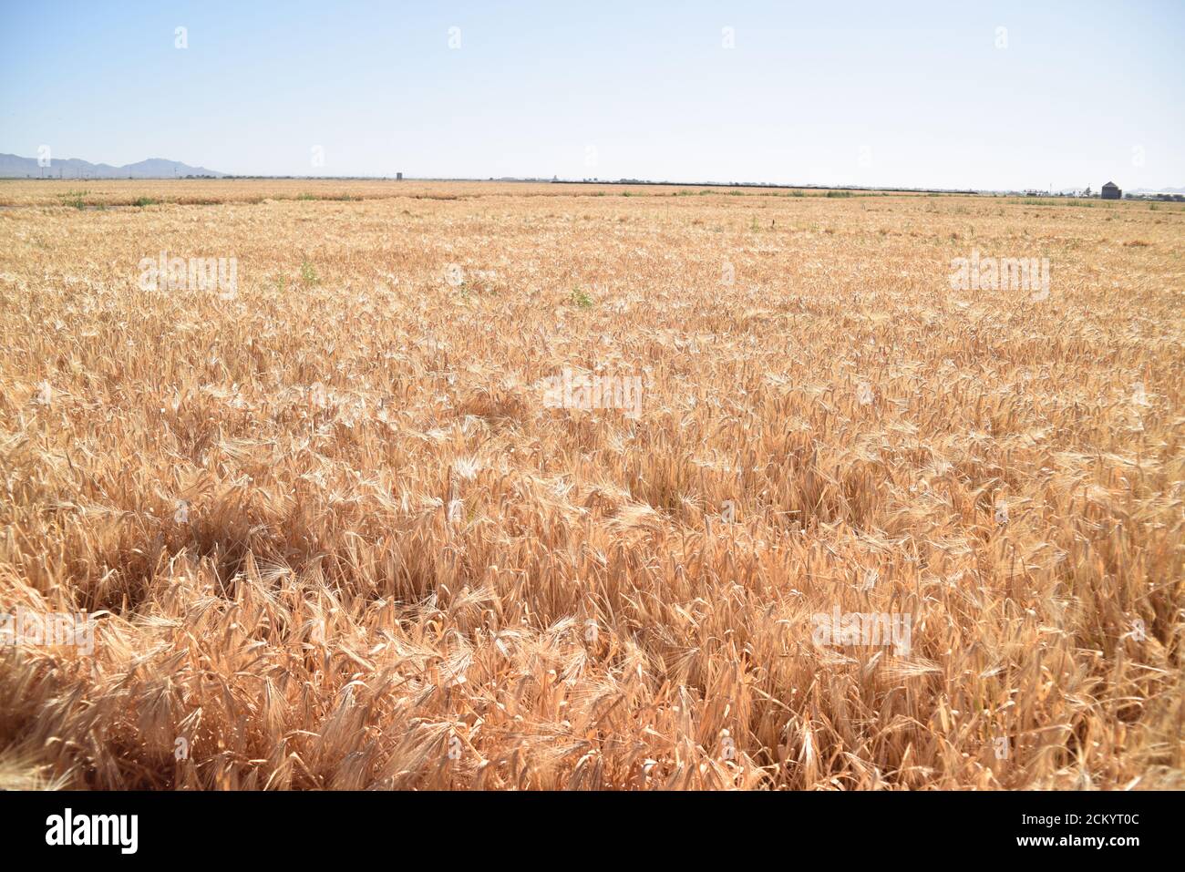 Arizona Gerste Feld bereit für die Ernte Stockfoto