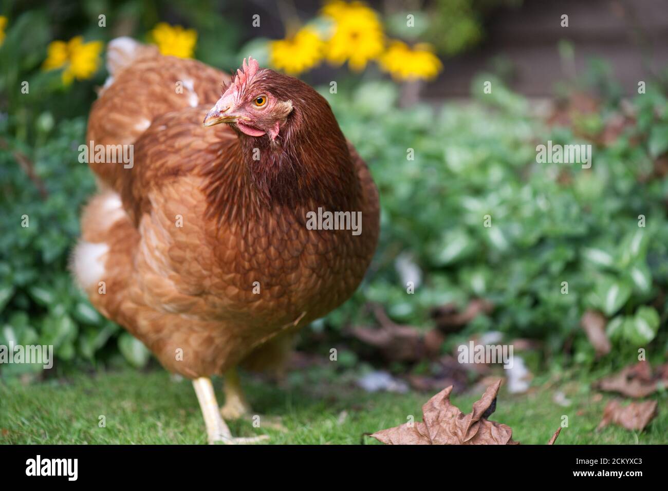 Ex-Batterie-Hühnchen Freilandhaltung im Garten Stockfoto