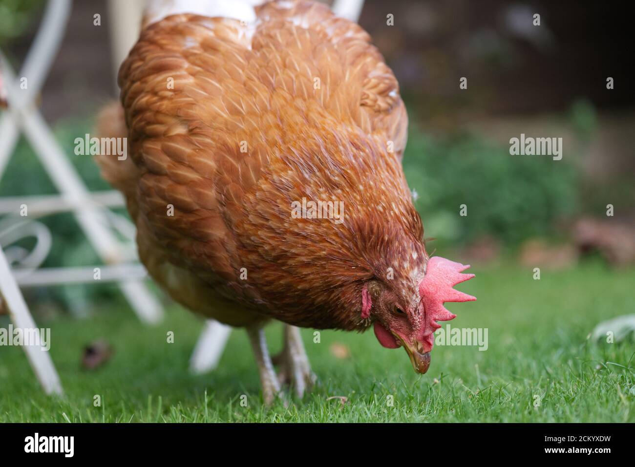 Ex-Batterie-Hühnchen Freilandhaltung im Garten Stockfoto