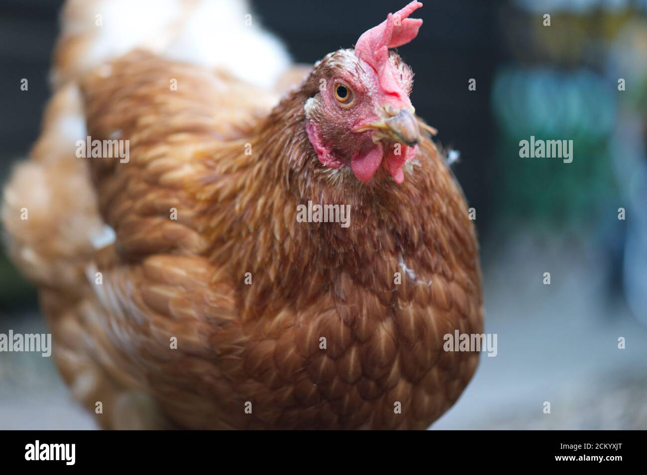 Ex-Batterie-Hühnchen Freilandhaltung im Garten Stockfoto