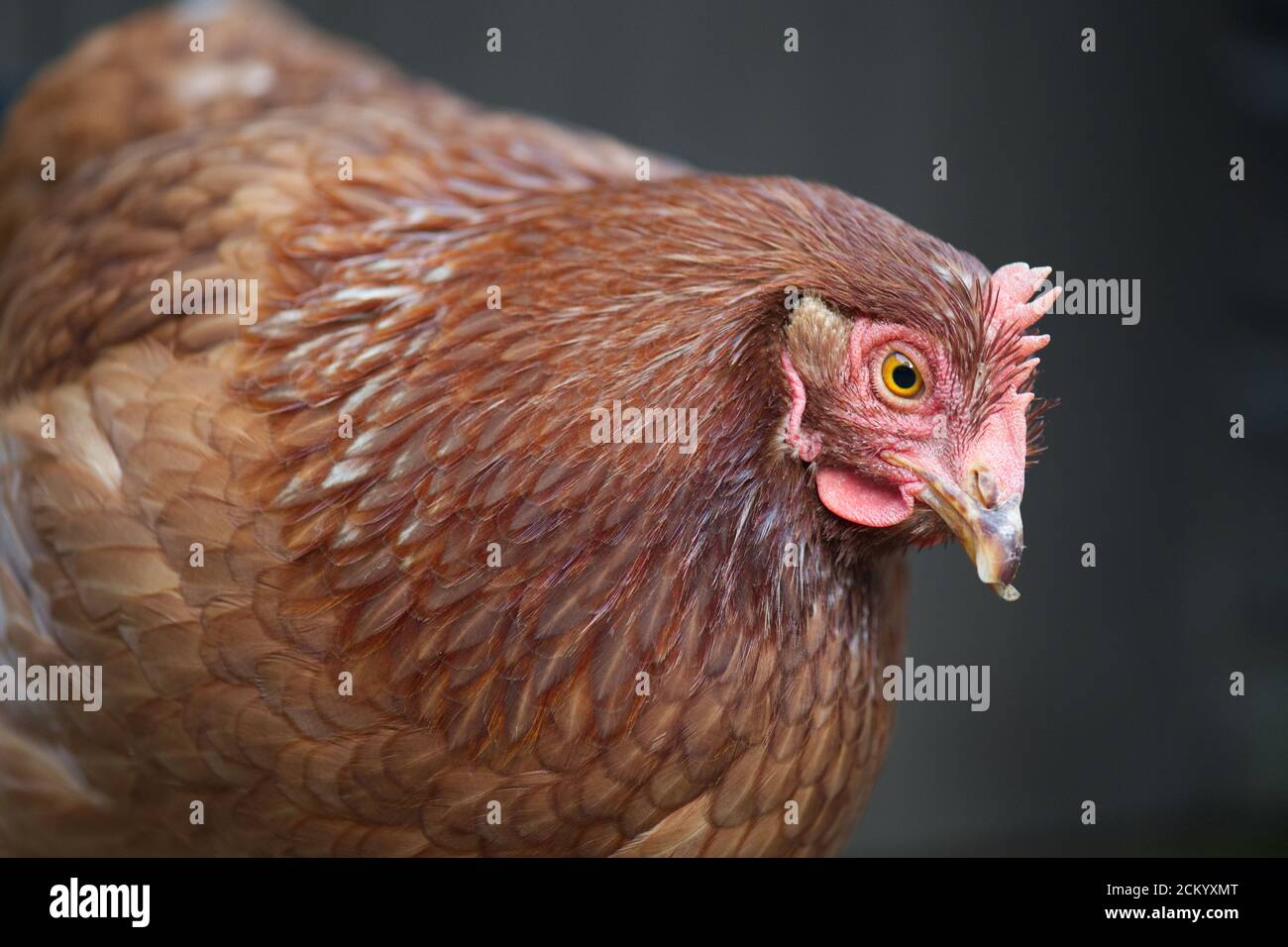 Ex-Batterie-Hühnchen Freilandhaltung im Garten Stockfoto