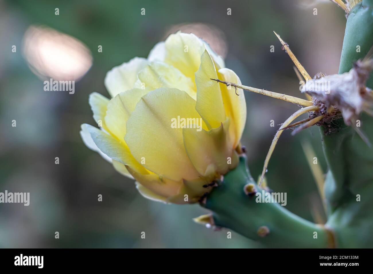 Makrofotografie von Prickelbirne Blume und Dornen in gelber Farbe. Opuntia, allgemein als Kaktusbirne bezeichnet, ist eine Gattung in der Kaktusfamilie, Cactaceae Stockfoto
