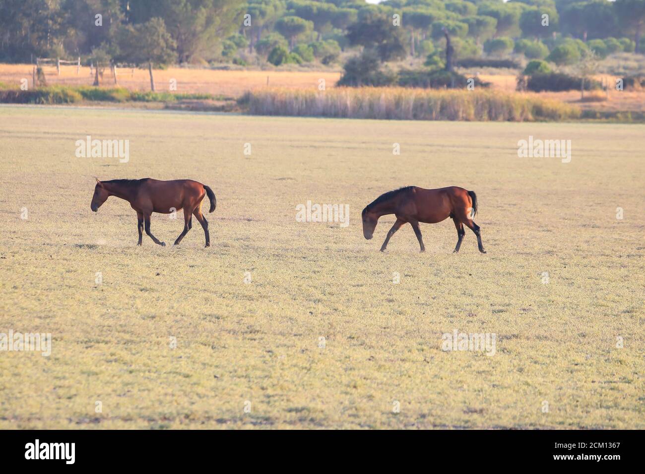 Reinrassige andalusische spanische Pferde, Stuten grasen in trockenen Weiden der Feuchtgebiete des Donana National Park, Donana Naturschutzgebiet Stockfoto